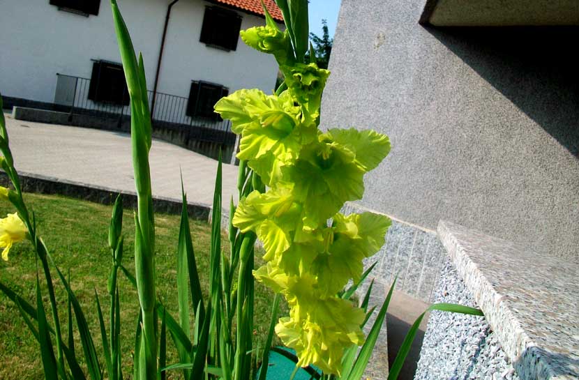 Una conferma Gladiolus sp.