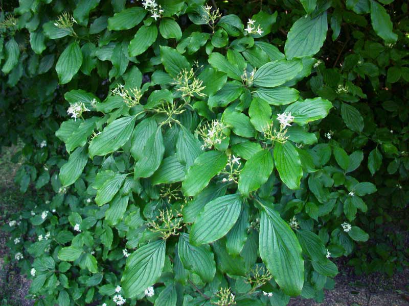 Arbusto da identificare - Cornus sanguinea