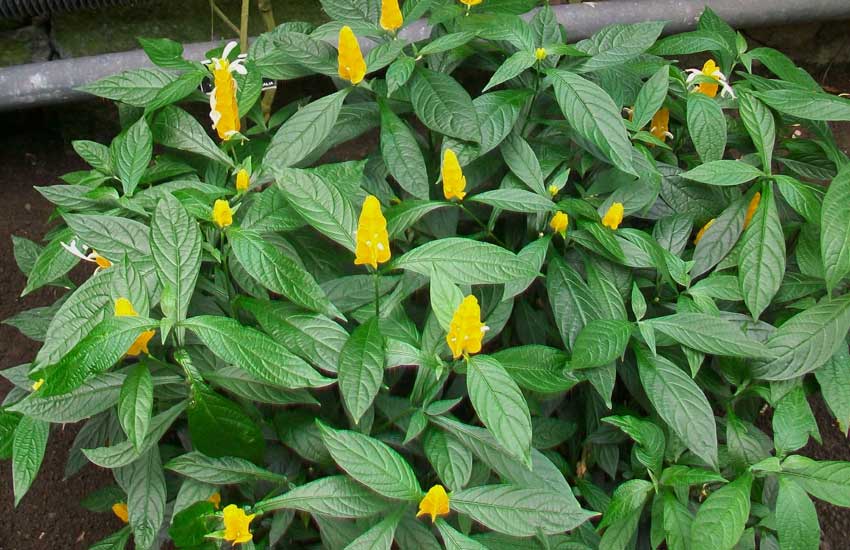 Giardino botanico Villa Taranto (Verbania)