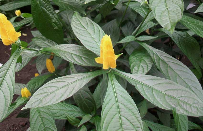 Giardino botanico Villa Taranto (Verbania)