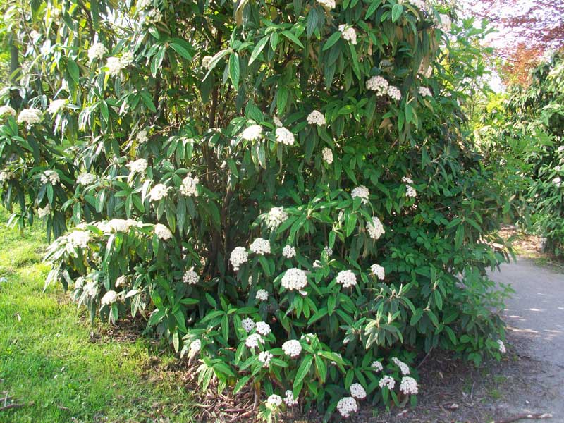 Pianta da parco