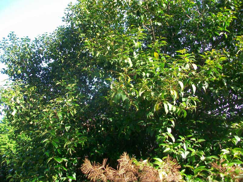 Pianta in un parco - Ligustrum lucidum