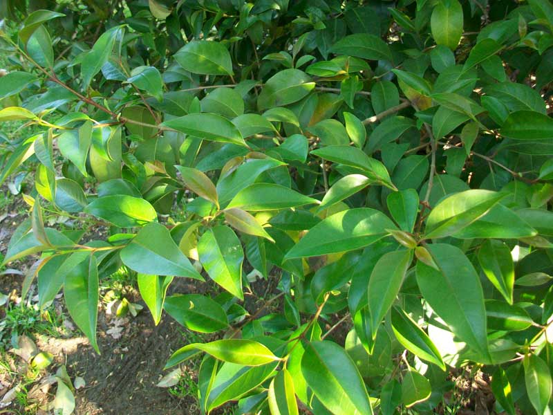 Pianta in un parco - Ligustrum lucidum