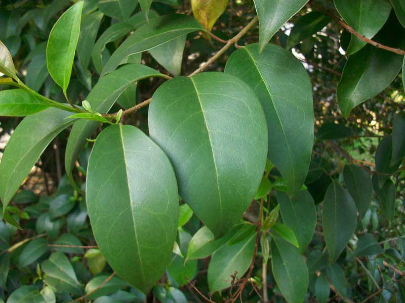 Pianta in un parco - Ligustrum lucidum