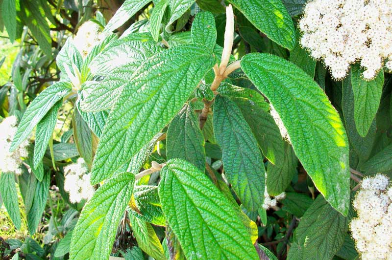 Pianta da parco