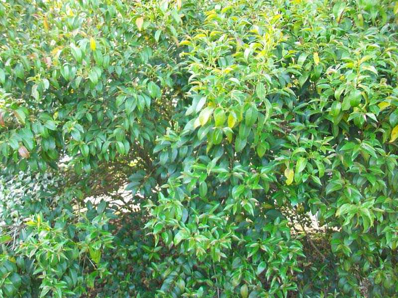 Pianta in un parco - Ligustrum lucidum