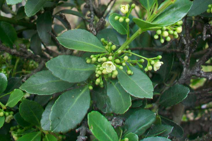 Siepi da identificare - Euonymus japonicus