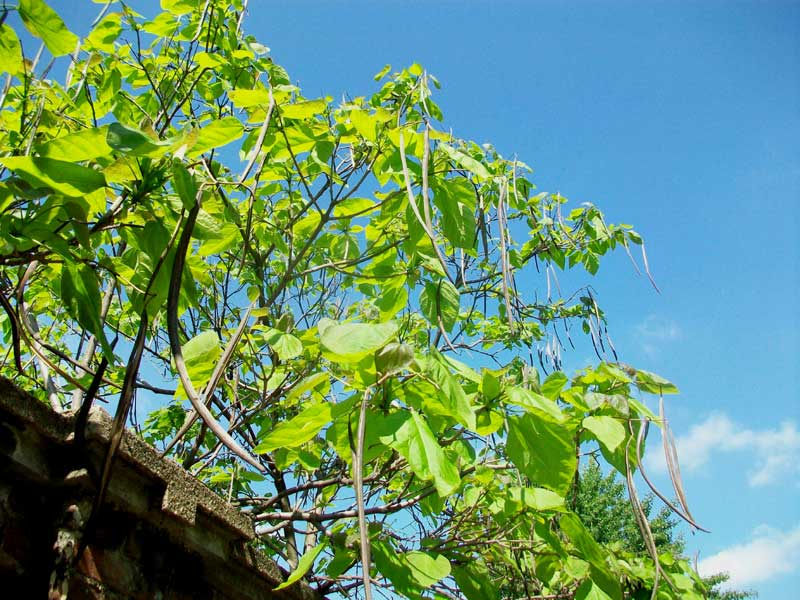 Albero da identificare