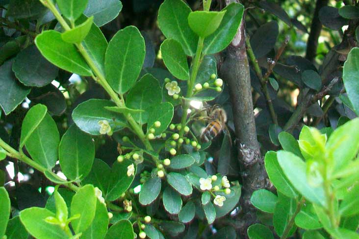Siepi da identificare - Euonymus japonicus