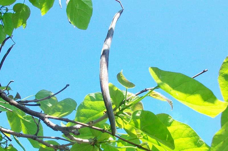 Albero da identificare