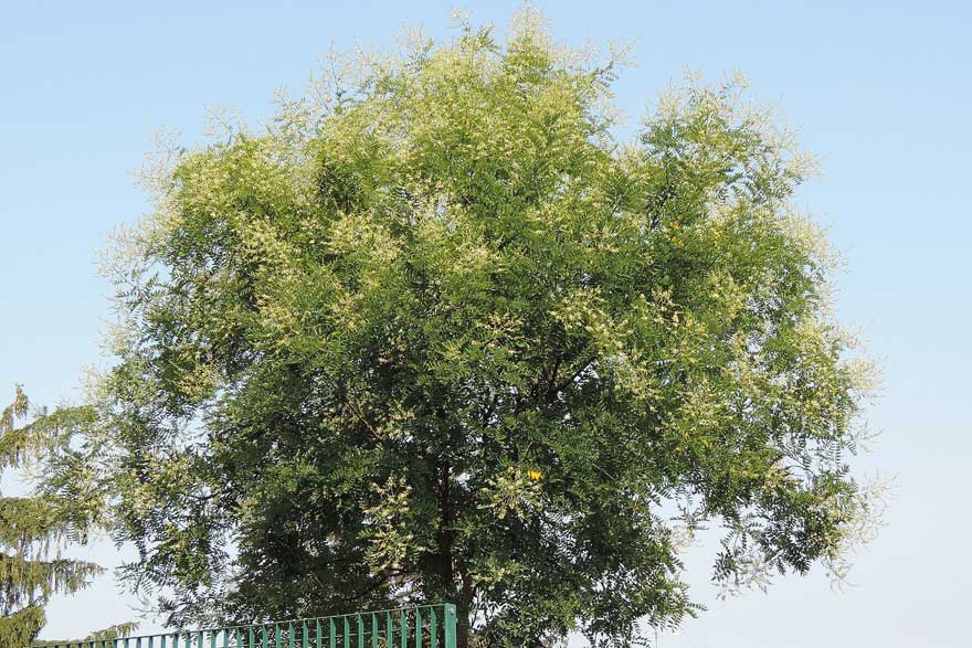 Styphnolobium japonicum