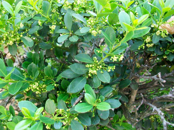 Siepi da identificare - Euonymus japonicus