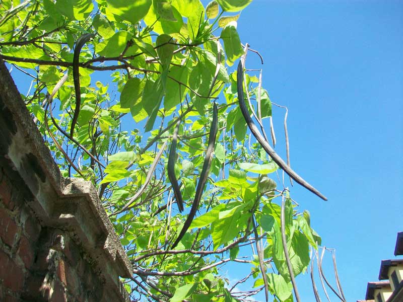 Albero da identificare