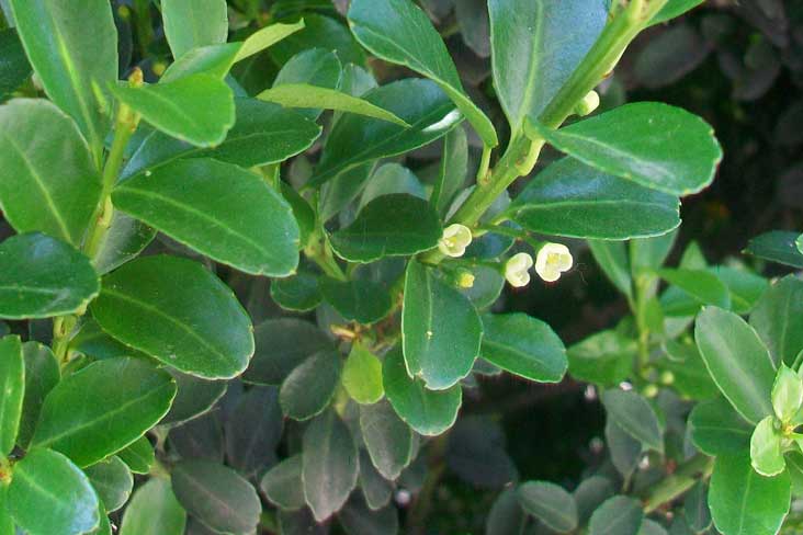 Siepi da identificare - Euonymus japonicus