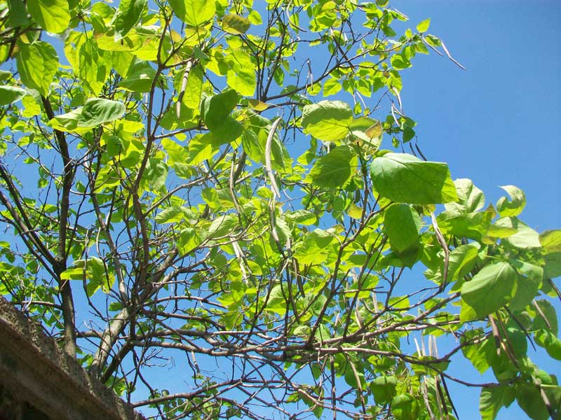 Albero da identificare