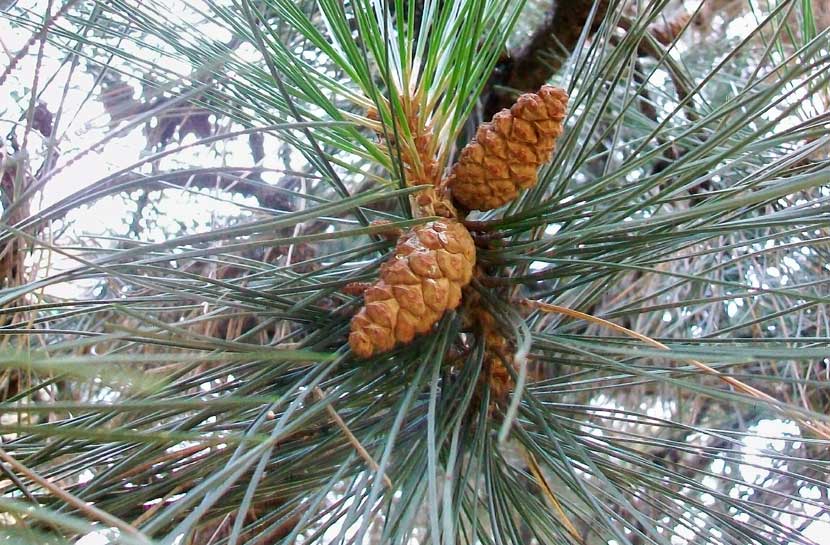 In un parchetto - Pinus cfr. nigra