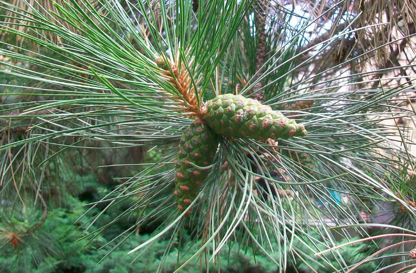 In un parchetto - Pinus cfr. nigra