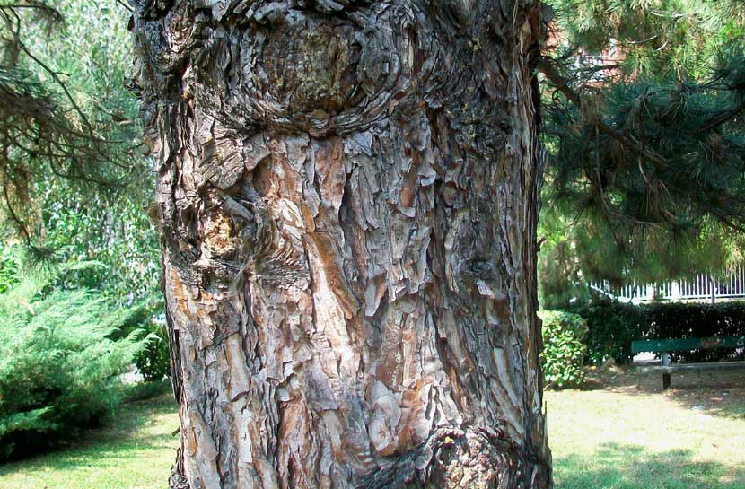 In un parchetto - Pinus cfr. nigra