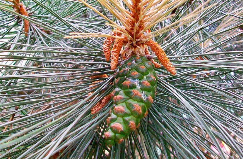In un parchetto - Pinus cfr. nigra