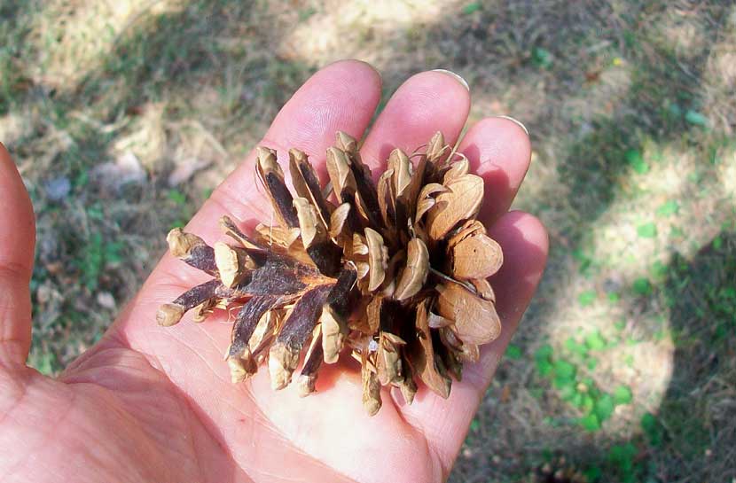 In un parchetto - Pinus cfr. nigra