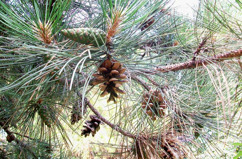 In un parchetto - Pinus cfr. nigra