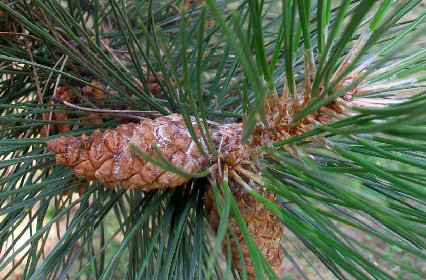 In un parchetto - Pinus cfr. nigra