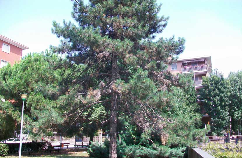 In un parchetto - Pinus cfr. nigra