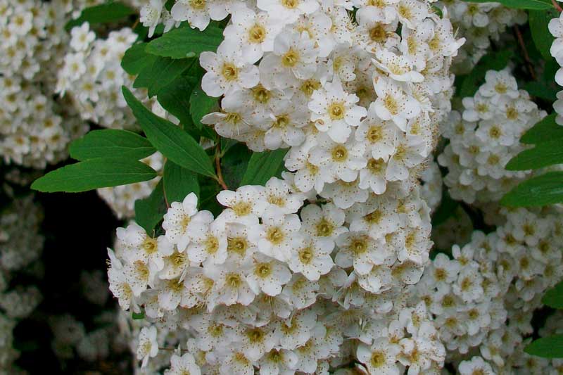 Spiraea x vanhouttei
