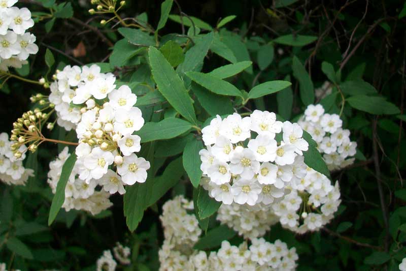 Spiraea x vanhouttei