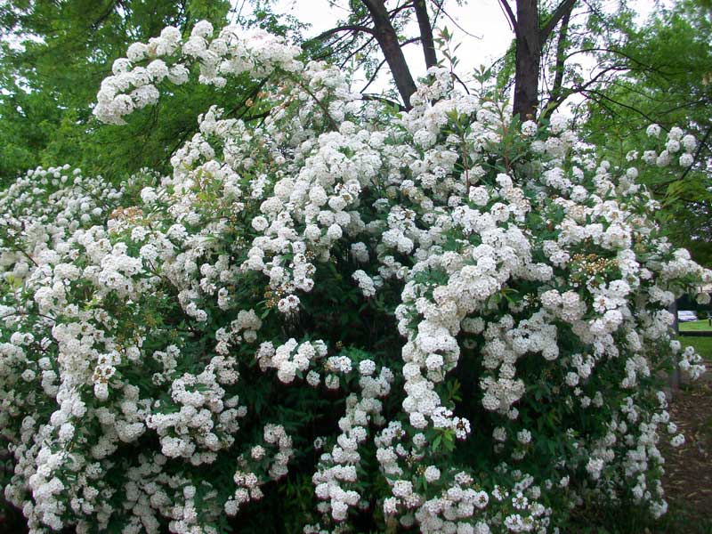 Spiraea x vanhouttei