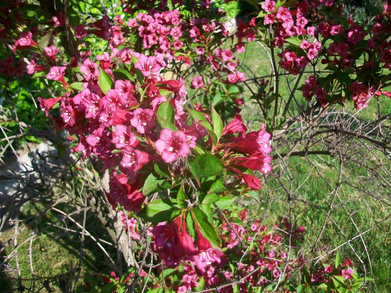Fiori rossi - Weigela florida