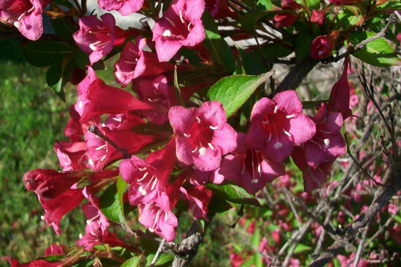 Fiori rossi - Weigela florida