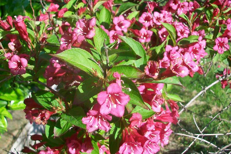 Fiori rossi - Weigela florida
