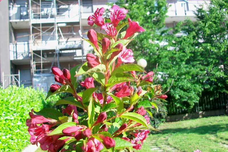 Fiori rossi - Weigela florida