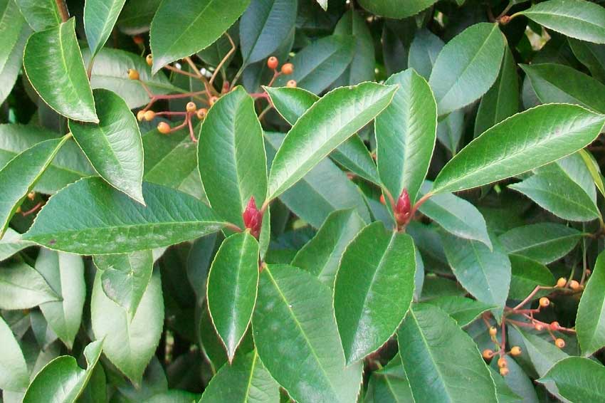 Viburno? - no, Photinia sp.