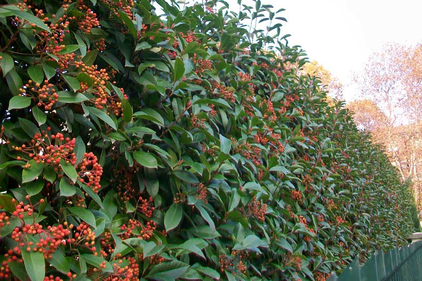 Viburno? - no, Photinia sp.