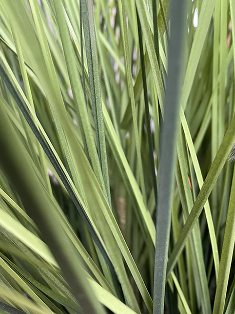 un''erba ornamentale