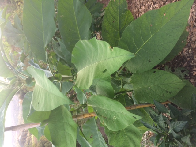 Solanum mauritianum   (Solanaceae)