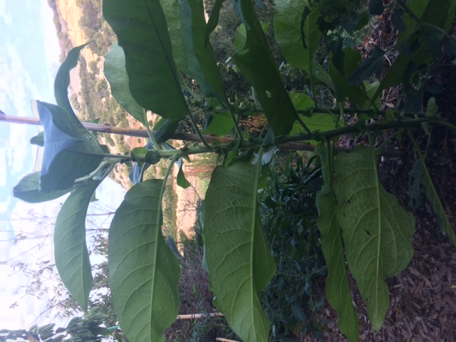 Solanum mauritianum   (Solanaceae)
