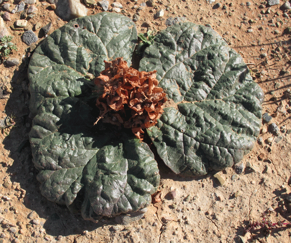 E'' una begonia? No, Rheum nanum  (Polygonaceae)