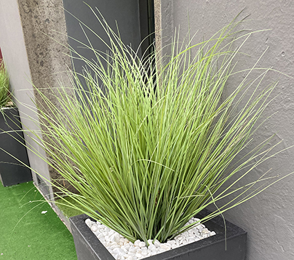 un''erba ornamentale