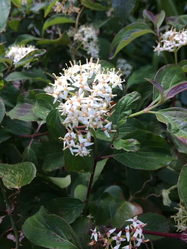 E'' un viburno? No, Cornus sanguinea (Cornaceae)