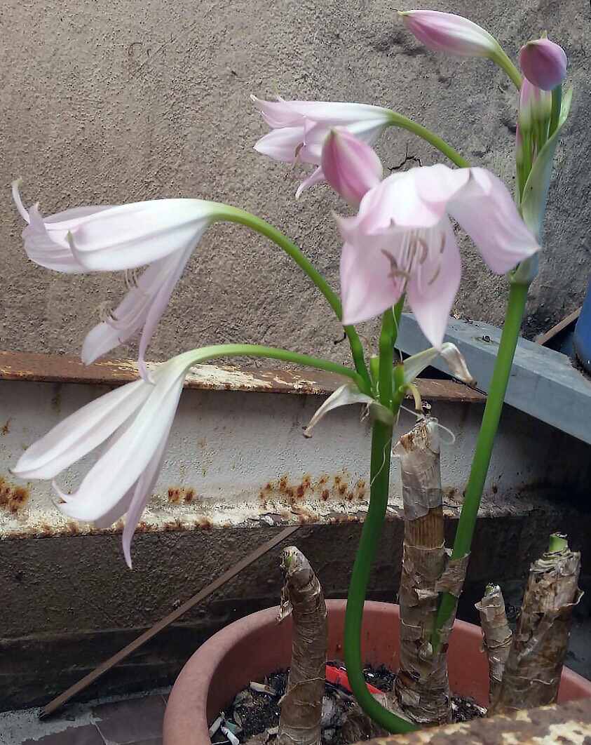 E'' una dracena?     No, Crinum sp. (Amaryllidaceae)
