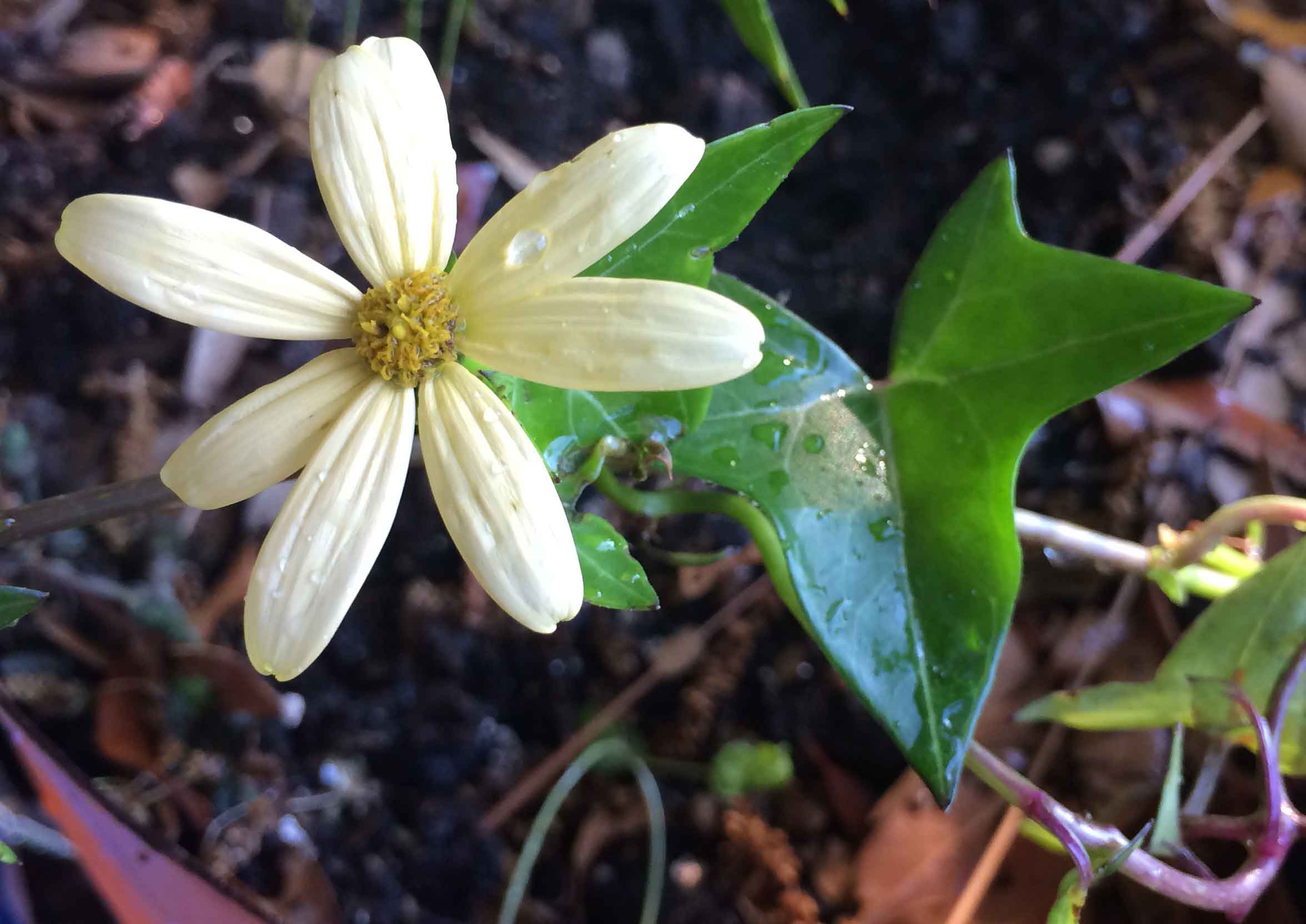 Senecio macroglossus  (Asteraceae)