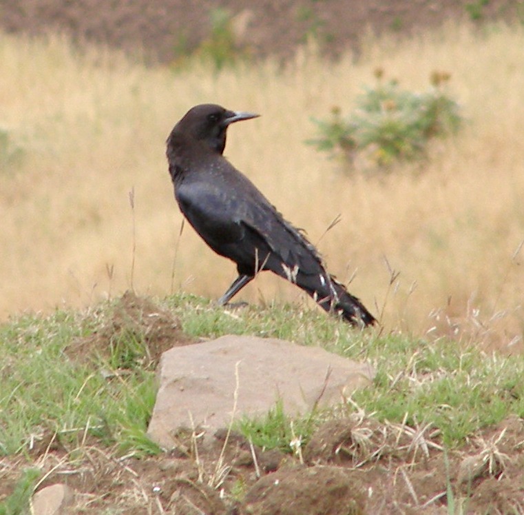 Corvidi etiopi