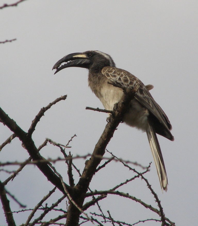Bucerotidi da identificare