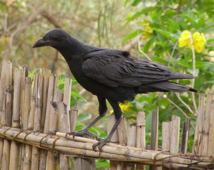 Corvidi etiopi