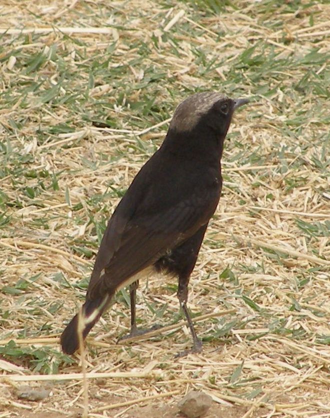 Monachella piangente (Oenanthe lugens)?