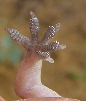 Geco etiope