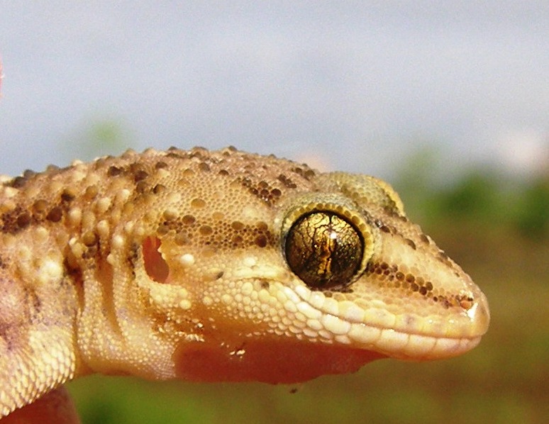 Geco etiope